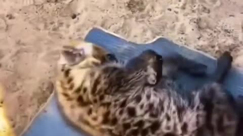 🐾👀 You Won't Believe The Secret Life Of Hyenas! | FeedMyCuriosity