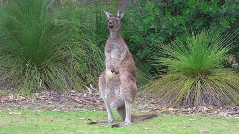 Funny and So Cute Kangaroo