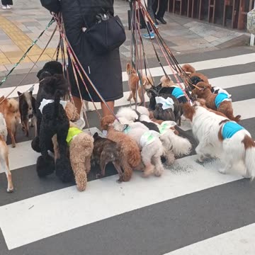 PUPPY MASTER TOKYO!🐶🇯🇵