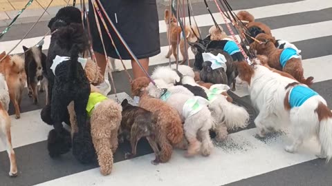 PUPPY MASTER TOKYO!🐶🇯🇵