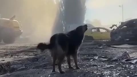 🐶💔 Ukraine Russia War | Dog Waits for Owner Amidst Kyiv Ruins | RCF