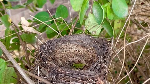 Found Birds🪹Nest at Neighbors trimming up shrubs