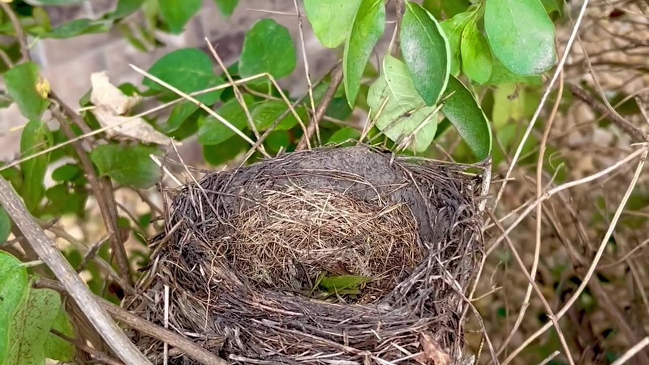 Found Birds🪹Nest at Neighbors trimming up shrubs