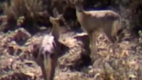deer