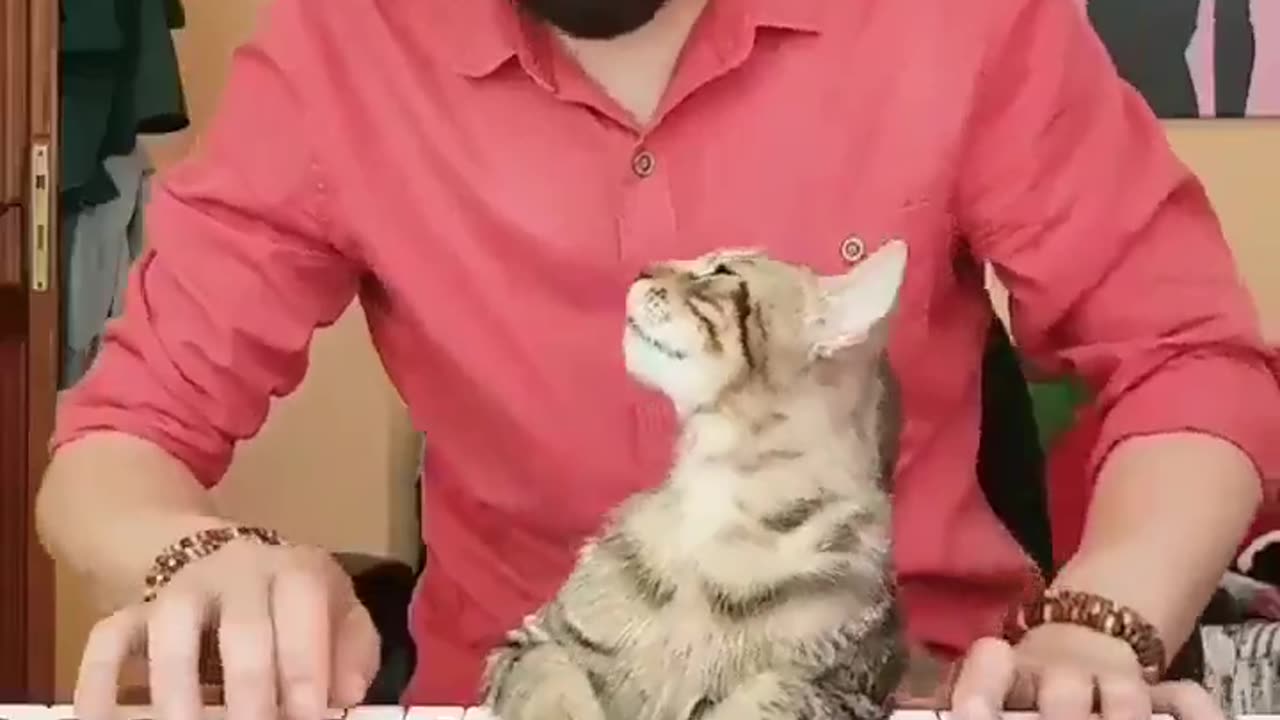 Be the guy who plays the piano for his rescue cats