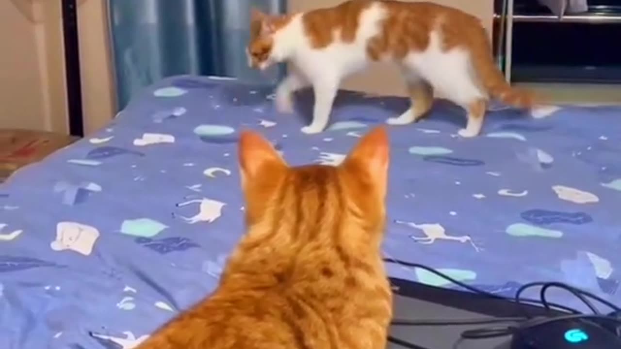 Video funny