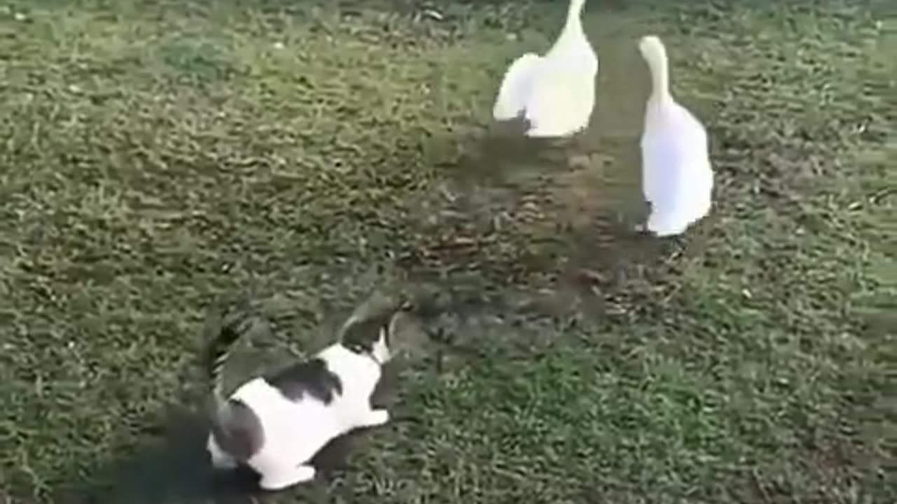 Funny animals