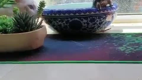 Laughter guaranteed!The funniest cats moments will let you laugh to tears.😂