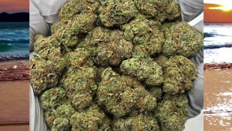 Blue Nerdz THCa Flower | Hybrid | Blueberry Candy & Apple Gas | Euphoric & Clear-Headed | Bulk #thca