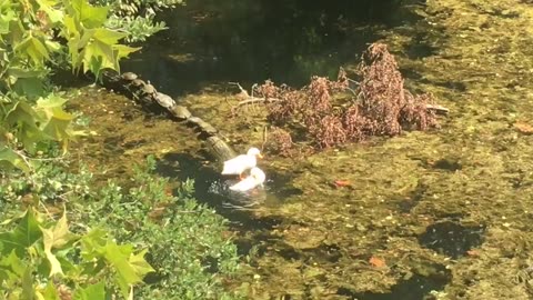 White duck take a shower