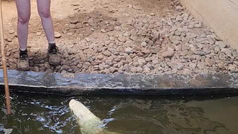 Croc talk at Reptileland part 4