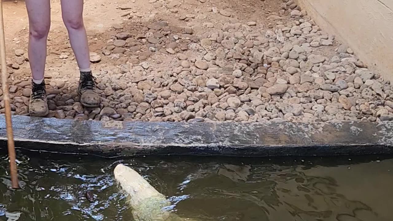 Croc talk at Reptileland part 4
