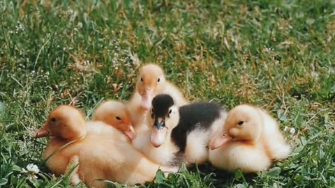 Duck