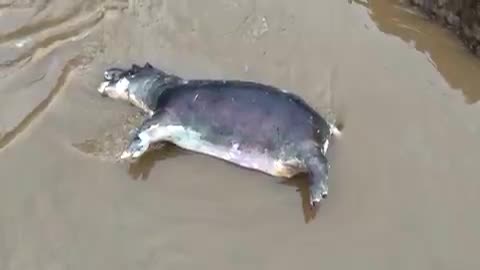 In eastern Congo's Virunga National Park, at least 50 hippos perished due to anthrax contamination.