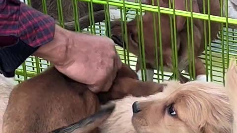 Two puppies that keep quarreling hahahaha