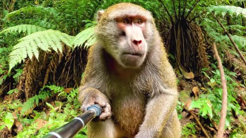 🐵 Monkey Vlogger Diaries | A Day in the Jungle Life!