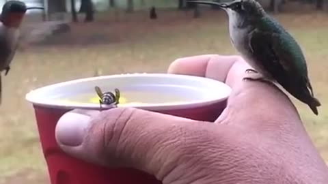 They do not like the wasp at all