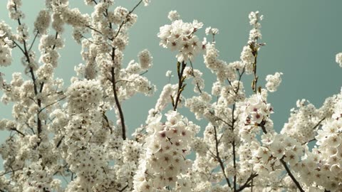 Nature beauty