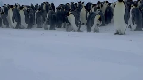 Baby emperor penguin rescue
