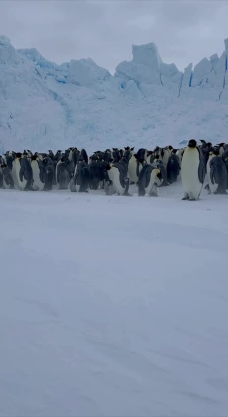 Baby emperor penguin rescue
