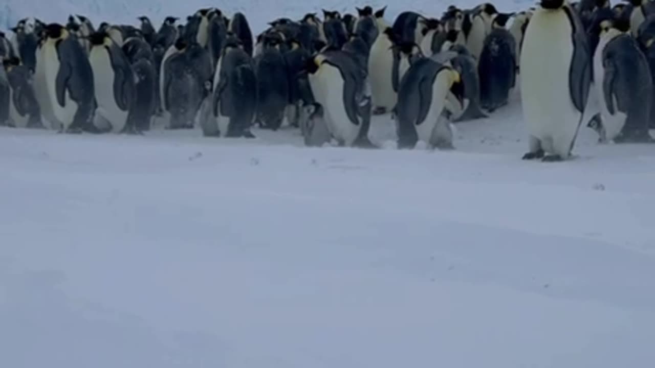 Baby emperor penguin rescue