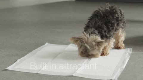 The best ways to raise dogs