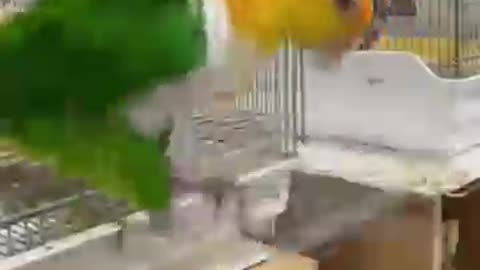 funny animals