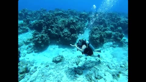 This is GC-Rainbow - The Dive That Will Change How You See the Caribbean!