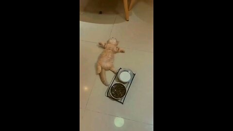 Passed out 😹