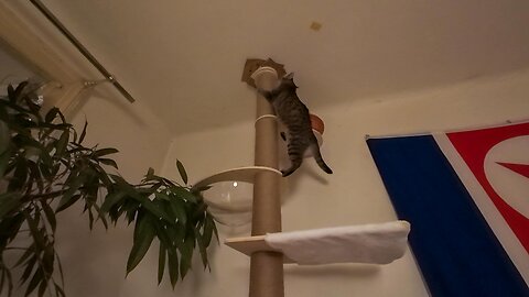 Pixikatzi klettert, 29.10.2025 [A] Kratzbaum