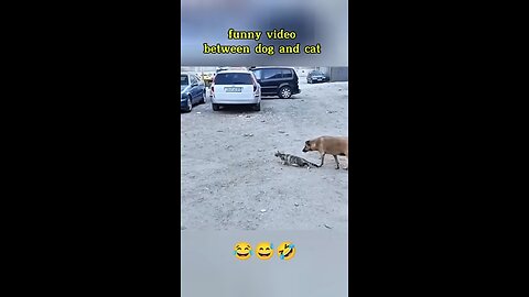 Video funny #dog #cat #funny #pets #animals#shorts#Dogs