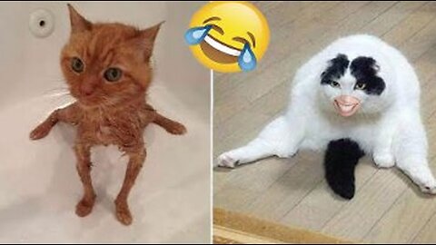 Funny animal videos 2025 - Funny cats/dogs - Funny animals /Hapyy Pett