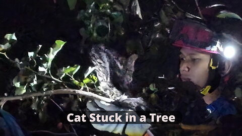 Urgent Cat Rescue from a Tree — With the Help of the Local Fire Brigade