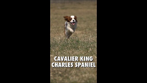 Dieser Cavalier King Charles Spaniel ist ein echter Herzbrecher! 🐶💖