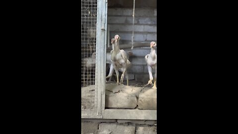Aseel chicken breeding