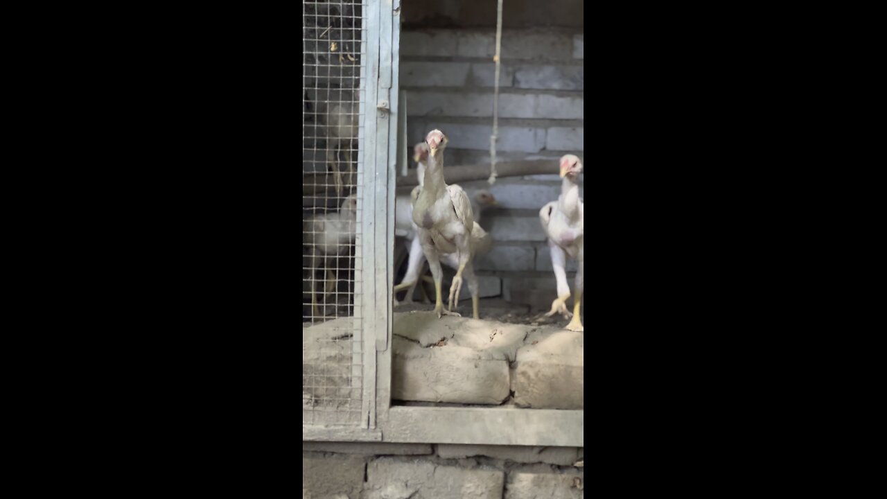 Aseel chicken breeding