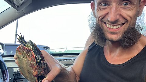 Taping Another Highway Turtle