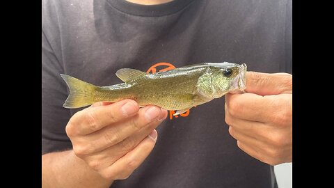 FINESSE FISHING for LARGEMOUTH BASS In A Small Lake