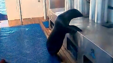 Curious Sea Lion Climbs Aboard Scuba Boat to Inspect Cargo
