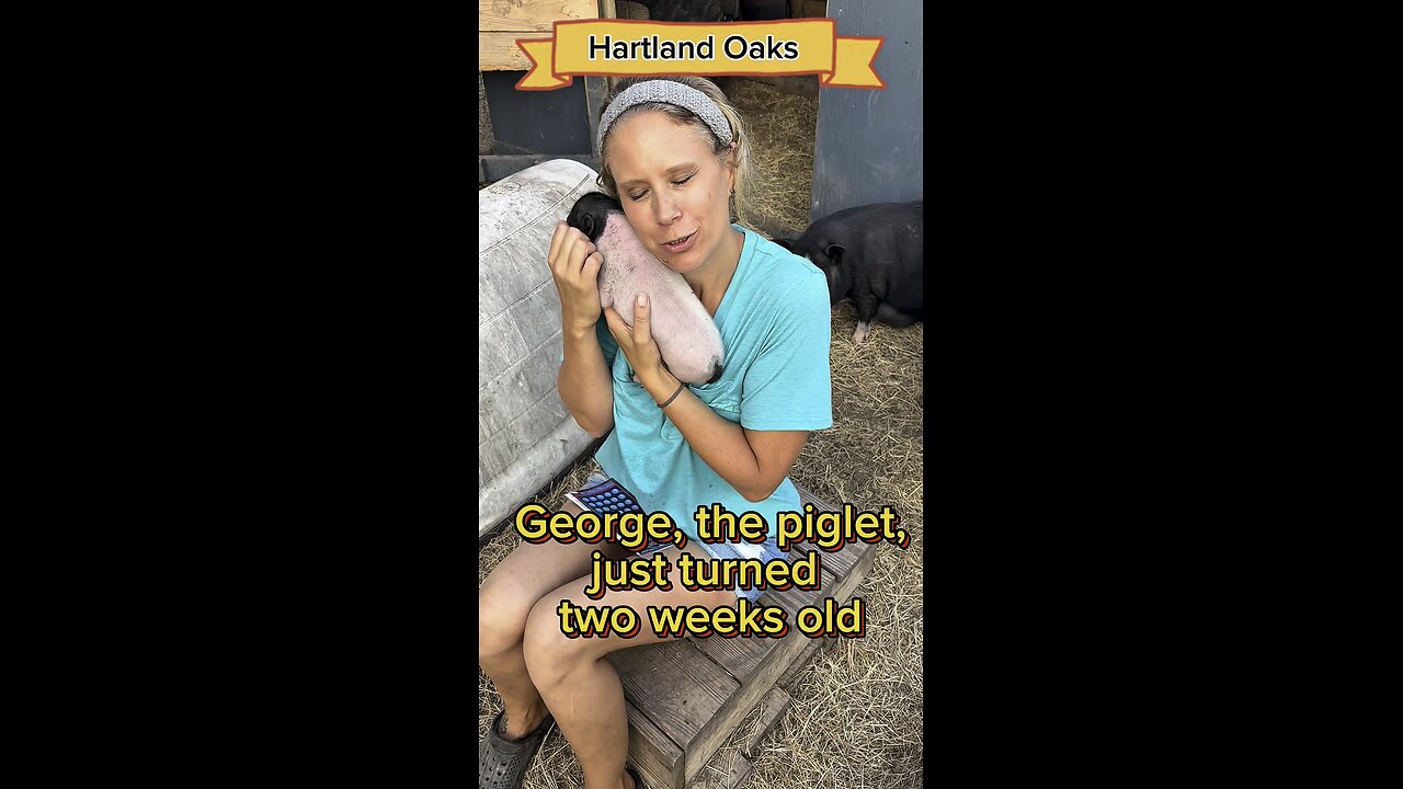 Meet George, a very vocal two week old piglet.