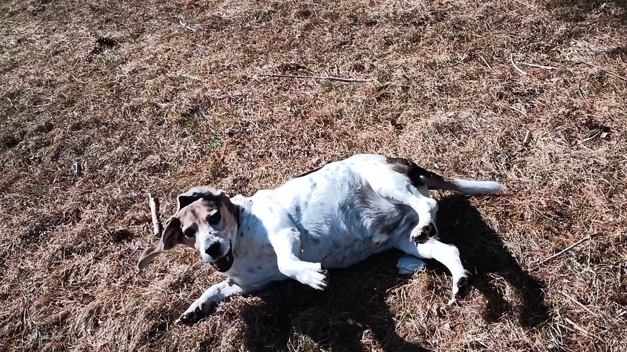 Bandit