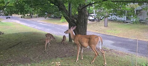 3 Fawns with lots of energy