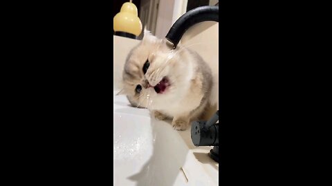 Cute Cat 😻💗