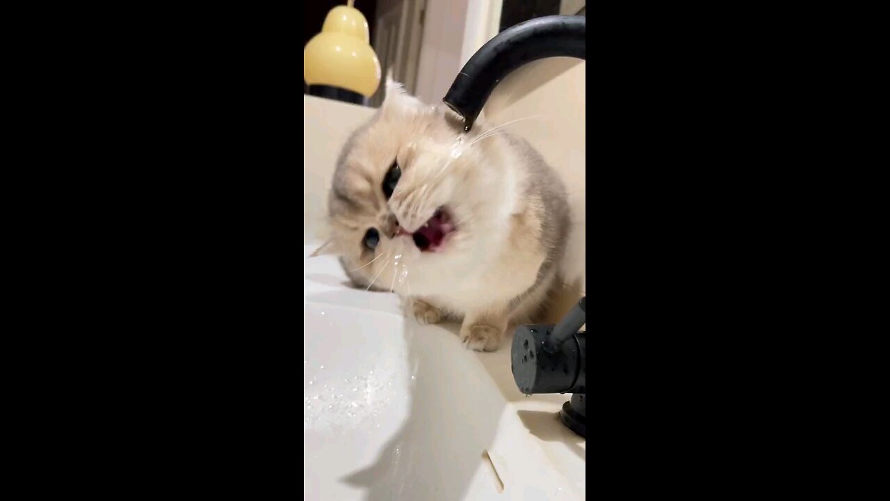 Cute Cat 😻💗