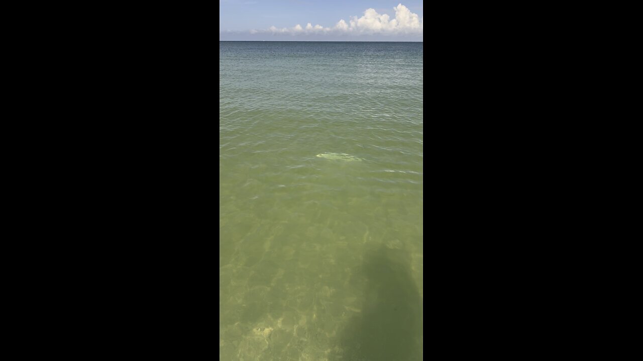 Keewaydin Is Teaming With Life! | 4K