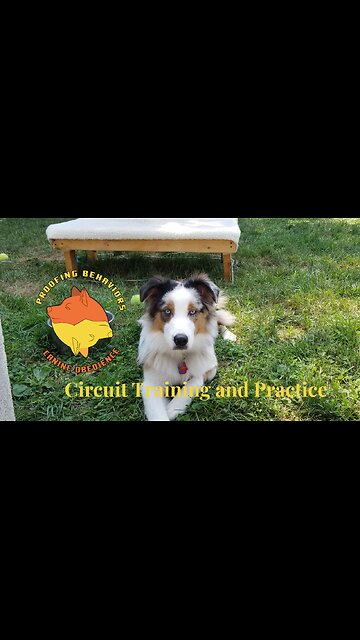 Circuit Training and Practice shorts 5