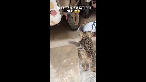 Street Brawl: Psycho Pigeon Takes on Killer Cat – Who Wins?!#Funny Video