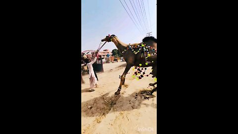 camel 🐪🐫 Qurbani