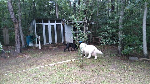 how the states will use your dogs as Lab rats