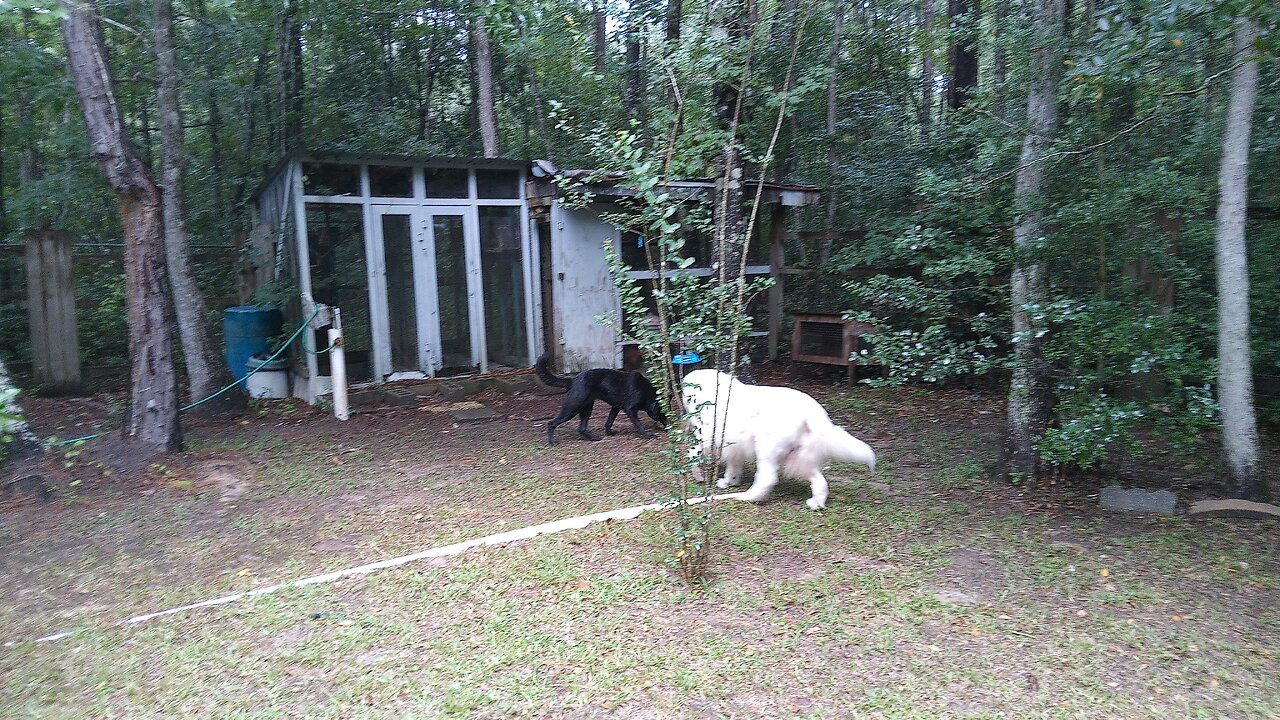 how the states will use your dogs as Lab rats